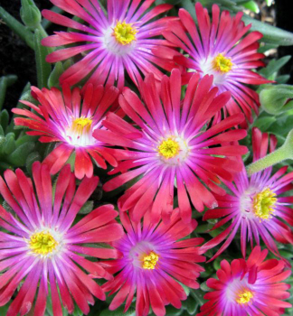 Delosperma �JEWEL OF DESERT GARNET�� kont. 0,5 l