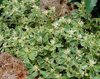 Obr�zok (1)