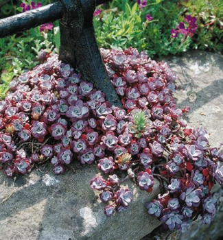 Rozchodn�k skaln� �PURPUREUM��, kont. 0,5 l