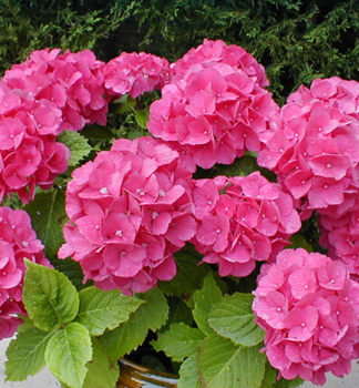 Hortenzia kalinolist� �BOUQUET ROSE� 50-60 cm, kont. 2,5 l