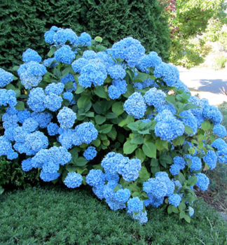 Hortenzia kalinolist� �NIKKO BLUE� 20-30 cm, kont. 2,5 l
