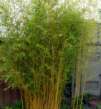 Bambus / Phyllostachys bissetii 40-50 cm, kont. 2,5 l