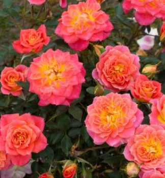 Miniru�a �MANDARIN�� * Kordes 2016, kont. 2 l