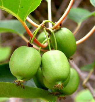 Mini kiwi �KOKUWA� 40-50 cm, kont. 1,6 l