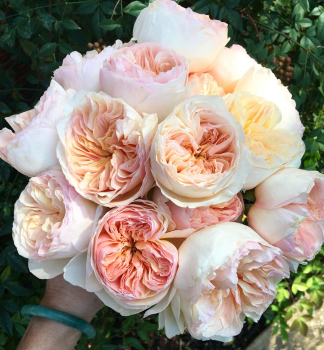 Ru�a mnohokvet� �GARDEN OF ROSES�� ** ADR, Kordes 2006, kont. 2 l
