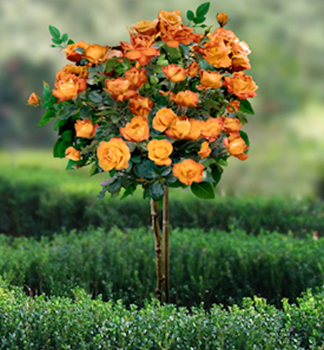 Ru�a strom�ekov� �DORIS TYSTERMAN� * na kmienku 90-100 cm, kont. 5 l