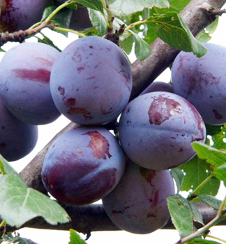 Slivka �HAGANTA�� podp. myrobal�n, vo�nok.