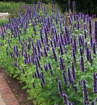 Agastache hybridn� �BLACK ADDER� kont. 0,5 l
