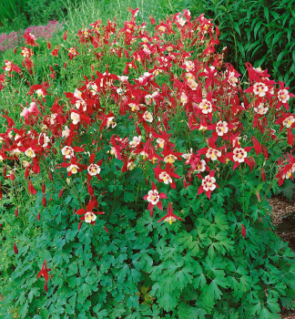 Orl��ek oby�ajn� �CRIMSON STAR� kont. 0,5 l