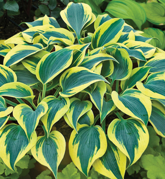 Hosta �AUTUMN FROST� kont. 0,5 l