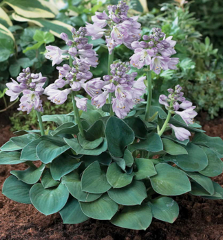 Hosta �BLUE MOUSE EARS� kont. 0,5 l