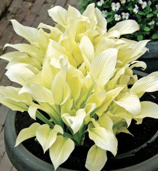 Hosta �WHITE FEATHER� kont. 1 l