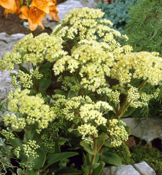 Rozchodn�k hybridn� �SUNKISSED�� kont. 1 l