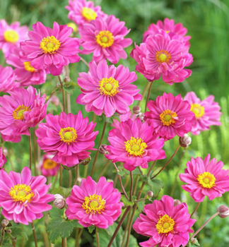 Veternica hybridn� �PAMINA� kont. 1 l