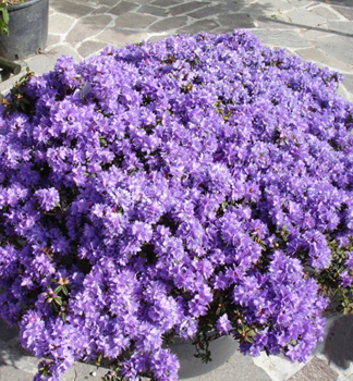 Rododendron drobnolist� �AZURIKA� 20-30 cm, kont. 2,5 l