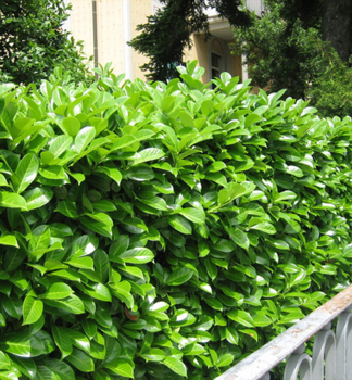 Vavr�novec lek�rsky �ROTUNDIFOLIA� 50-60 cm, kont. 2,5 l