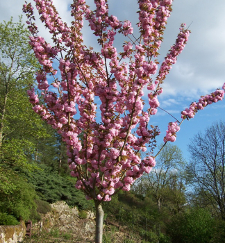 Okrasn� �ere��a �KANZAN� (Sakura) na kmienku 180 cm, kont. 12 l