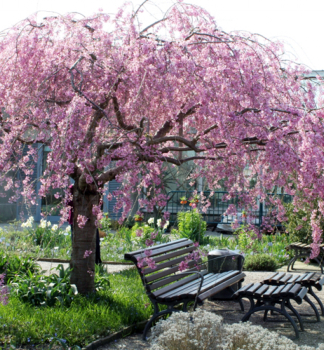 Okrasn� vi��a �PENDULA RUBRA� na kmienku 120 cm, kont. 7,5 l