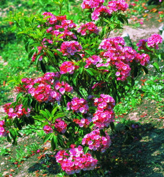 Kalmia �zkolist� �RUBRA� 20-30 cm, kont. 1,5 l