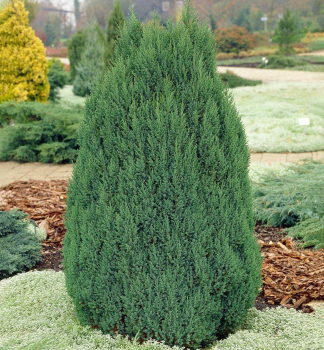 Borievka ��nska �STRICTA� 40-50 cm, kont. 2 l