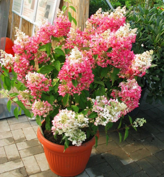 Hortenzia metlinat� �PINKY WINKY�� 40-50 cm, kont. 5 l