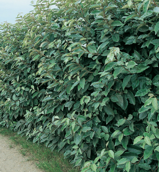 Hlo�ina Ebbingeova �COMPACTA� 30-40 cm, kont. 3 l