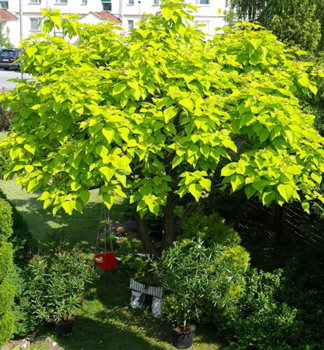 Katalpa bign�niovit� �AUREA� na kmienku 180 cm, kont. 15 l