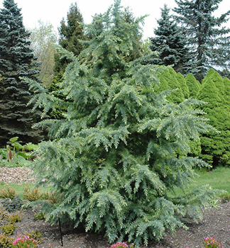 C�der himal�jsky �BUSHES ELECTRA� 120-140 cm, kont. 7,5 l