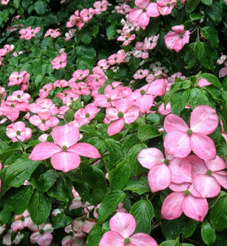 Drie� japonsk� �SATOMI� 70-80 cm, kont. 7 l