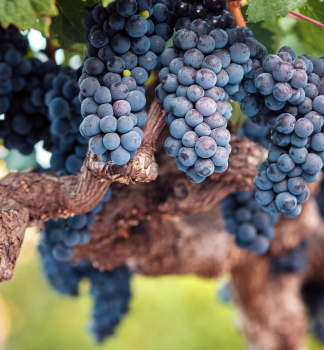 Vini� mu�tov� �CABERNET SAUVIGNON� zemn� bal
