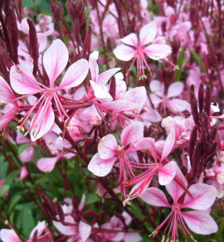 Gaura Lindheimerova �CHERRY BRANDY�� kont. 0,5 l