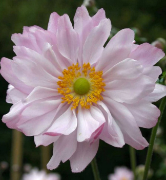 Veternica hybridn� �MONT ROSE� kont. 0,5 l