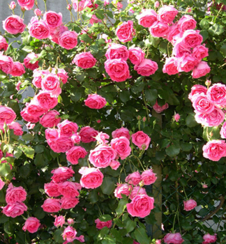 Ru�a pop�nav� �PINK CLOUD� **, kont. 4 l