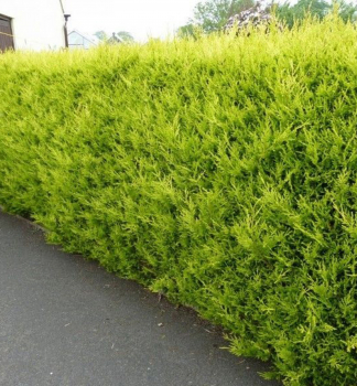 Cyprusovec leylandsk� �CASTLEWELLAN GOLD� 60-70 cm, kont. 2,5 l
