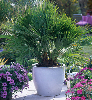 Palma n�zka (Chamaerops humilis) 30-40 cm, kont. 1,5 l