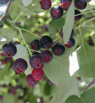 Muchovn�k Lamarckov (Amelanchier) �BALLERINA� na kmienku 160 cm, kont. 10 l