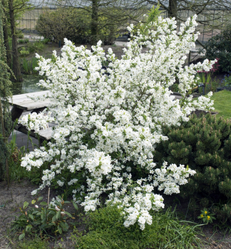 Exochorda hroznovit� �NIAGARA�� 30-40 cm, kont. 2,5 l