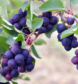 Muchovn�k jel�olist� �MARTIN� (Amelanchier) 40-50 cm, kont. 1 l
