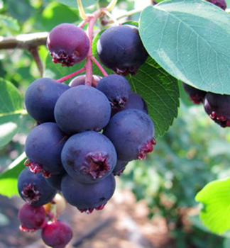 Muchovn�k jel�olist� �SMOKY� (Amelanchier) 50-60 cm, kont. 1 l