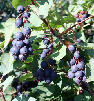 Muchovn�k jel�olist� �THIESSEN� (Amelanchier) 30-40 cm, kont. 1 l