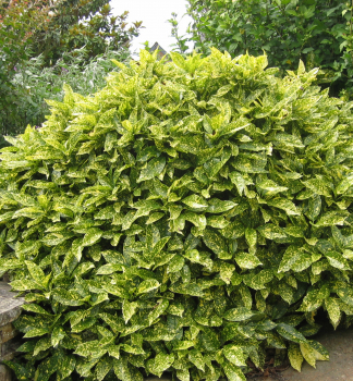 Aukuba japonsk� �VARIEGATA� 20-30 cm, kont. 2 l