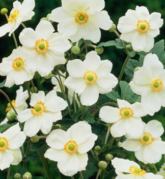 Veternica hybridn� �ANDREA ATKINSON� kont. 1 l