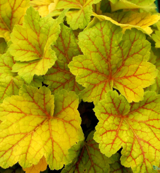 Heuchera hybridn� �ELECTRA�� kont. 0,5 l