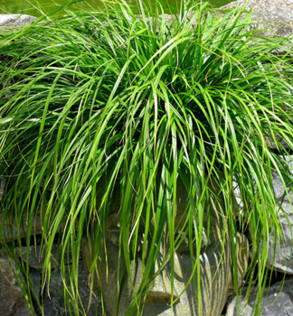 Ostrica japonsk� �IRISH GREEN� kont. 0,5 l