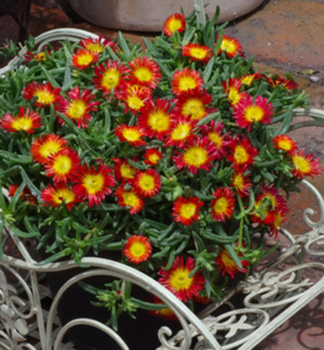 Delosperma WOW �FIRE WONDER�� kont. 0,5 l