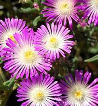 Delosperma WOW �VIOLET WONDER�� kont. 0,5 l