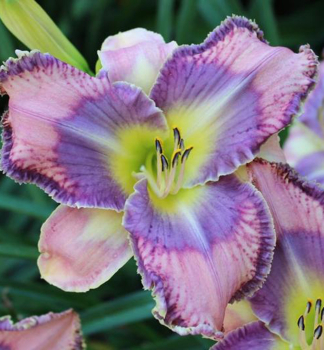�aliovka hybridn� �MILDRED MITCHELL�, kont. 1 l