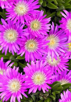 Delosperma �JEWEL OF DESERT CANDYSTONE�� kont. 0,5 l