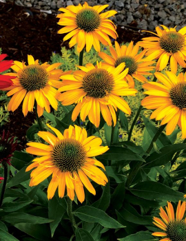 Echinacea hybridn� �KISMET�YELLOW� kont. 1 l