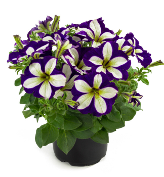 Pet�nia vzpriamen� �CRAZYTUNIA�LUCKY LILAC�, kont. 0,3 l